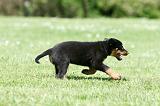 BEAUCERON - PUPPIES 323